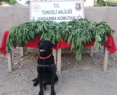 Tunceli'de Uyusturucu Operasyonu