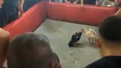 Yasadisi Horoz Dövüsüne Polis Baskini Açiklamasi 46 Horoz Korumaya Alindi