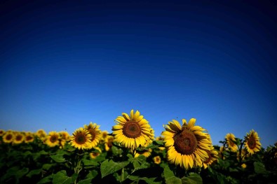 Rusya Ayçiçek Yagi Ihracat Kotasini 400 Bin Ton Daha Yükseltti