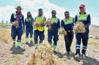 Anadolu'nun Unutulmus Tahili Burçak Gün Yüzüne Çikariliyor