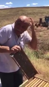 Aricilik Dede Meslegi Dedi, Arilar Saldirdi