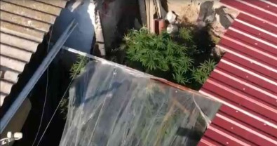 Bahçede Sebze Yerine Kenevir Yetistirmis