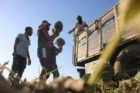 Diyarbakir'da Karacadag'in Volkanik Arazilerinde Ekilen Karpuzun Hasadi Yapildi