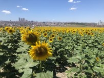 Istanbul'daki Ayçiçegi Tarlalari Güzel Görüntüler Olusturdu