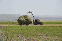 Kars'ta Çiftçilerin Ot Biçme Mesaisi Basladi