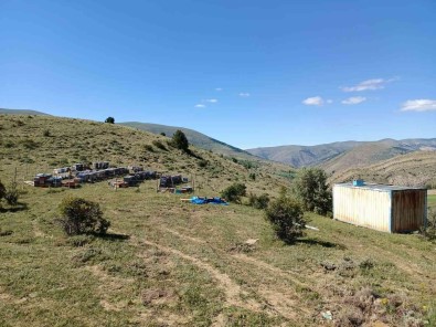 Kovan Hirsizlari Kiskivrak Yakalandi