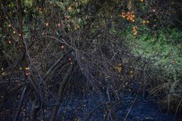 Meyve Agaçlarinin Bulundugu Çalilik Alan Alev Alev Yandi