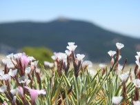 Spil Dagi Milli Parki'nin Endemik Tür Bitki Ve Çiçekleri Fotograflandi