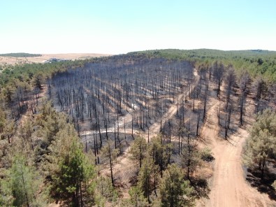 Yanan Ormanlik Alan Havadan Görüntülendi