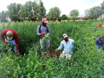 Bin Kilometrelik Yoldan Bezelye Toplamaya Geldiler