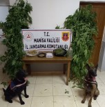 Manisa'da Narkotik Köpek Timi Esliginde Kenevir Operasyonu