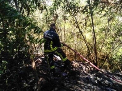 Alanya'da 1.5 Dönüm Ormanlik Alan Kül Oldu