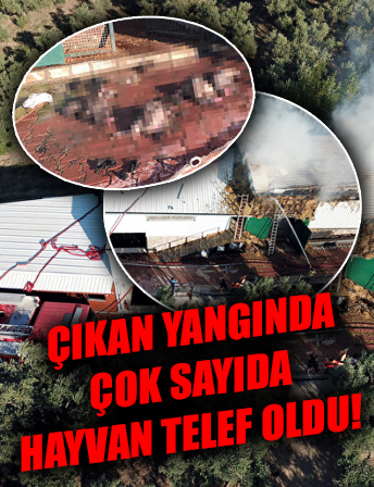 Bursa'da, hayvan çiftliğindeki yangında çok sayıda kanatlı ve küçükbaş hayvan öldü