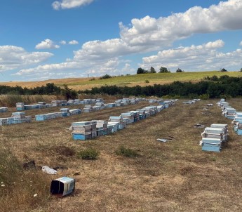 Trakya'daki Muglali Aricilardan 'Çayir Tirtili' Ilaçlama Uyarisi