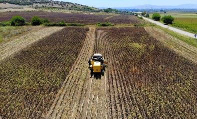 Yaglik Ayçiçegi Hasadi Basladi