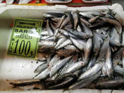 Geçtigimiz Hafta 150 Liraya Kadar Ulasan Sardalyanin Kilosu 100 Liraya Düstü