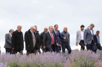 Tokat'ta, 650 Dekar Alanda Lavanta Hasadi