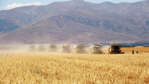 Muş'ta 3 milyar liralık dev hasat: 17 bin çiftçi aynı anda tarlalara girdi