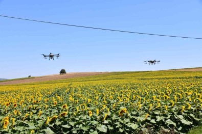 Ayçiçegi Tarlalari Çayir Tirtillarindan ZIHA'lar Ile Korunuyor