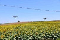 Ayçiçegi Tarlalari Çayir Tirtillarindan ZIHA'lar Ile Korunuyor
