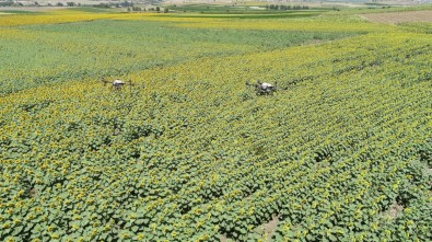 Çayir Tirtili Ile Mücadele Sürüyor