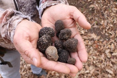 Dünyanin En Pahali Mantarindan Yilda 225 Kilo Toplanabilecek