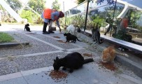 Geri Dönüsümden Kazandiklarini Sokak Hayvanlari Için Harciyor
