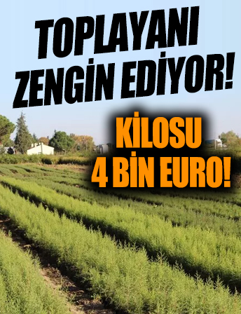Köpekler tarafından aranıyor! Kilosu 700 ila 4 bin euro arasında