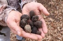 Köpekler tarafından aranıyor! Kilosu 700 ila 4 bin euro arasında