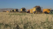 Mus Ovasi'nda Arpa Ve Bugday Hasadi