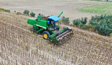 Savas Ve Tirtil Istilasiyla Önemi Artan Ayçiçeginde Hasat Basladi