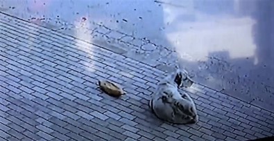 Baskasinin Verdigi Ekmegi Yemedi, 45 Dakika Is Yeri Sahibinin Gelmesini Bekledi