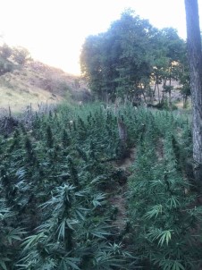 Bingöl'de 8 Tarla Içinde Uyusturucu Ele Geçirildi