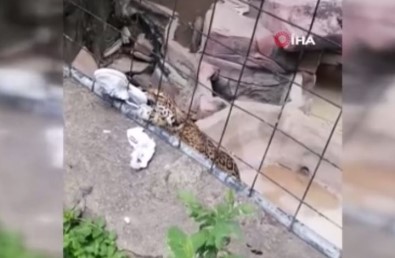 Meksika'da 14 Yasindaki Çocuga Jaguar Saldirdi