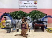 Rize'de Ormanlik Alanda 566 Kök Kenevir Ele Geçirildi