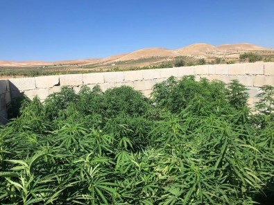 Sanliurfa'da 83 Kök Kenevir Ve 5,5 Kilo Esrar Ele Geçirildi
