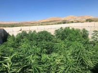 Sanliurfa'da 83 Kök Kenevir Ve 5,5 Kilo Esrar Ele Geçirildi