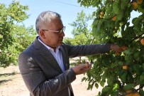 Ihraçlik Kayisi Hasadi Basladi