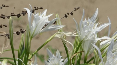 Kum Zambagini Koparan 109 Bin Lira Ceza Ödüyor