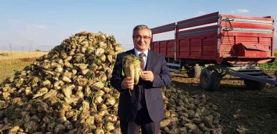 Sukkar, 530 Bin Ton Pancar Üretimi Hedefliyor