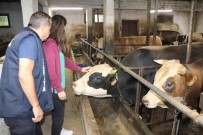 3 Milyondan Fazla Hayvan Sevki Yapildi