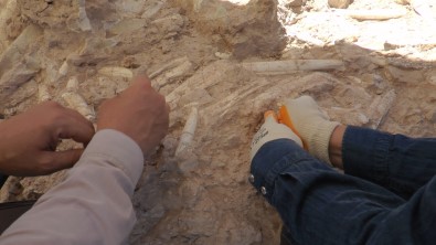 7.5 Milyon Yillik Tarih Gün Yüzüne Çikiyor