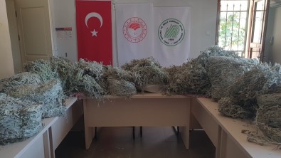 Kazdaglari'nda Endemik Bitkiyi Koparanlara 657 Bin 558 TL Ceza Kesildi