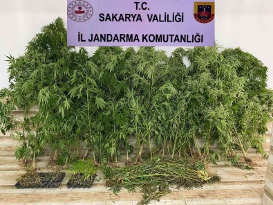 Sakarya'da Uyusturucu Operasyonu Açiklamasi 2 Gözalti