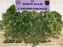 Sakarya'da Uyusturucu Operasyonu Açiklamasi 2 Gözalti