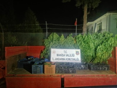 Üzüm Baginda Yetistirilen 446 Kök Kenevir Ele Geçirildi