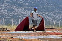 Antalya'da Tarlalarda Milyonluk 'Organik Hali' Nöbeti