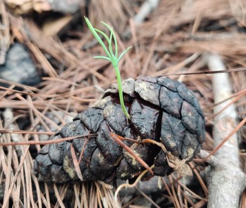 Manavgat 4-5 Yil Içinde Yesil Görünümüne Kavusacak