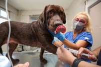 (Özel) Bursa'da Ilk Kez Bir Köpek, Hücre Kök Tedavisiyle Sagligina Kavustu