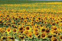 Ayçiçegi Ve Bugday Rekoltesinde Atis Bekleniyor